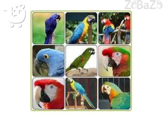 PoulaTo: papagáloi makó, koktéil, kagiák, papagáloi, nkri, Amazon kai gónima avgá pros pólisi
